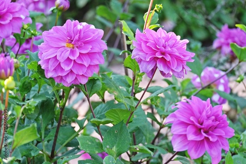 pink and purple Dahlia flower in a garden