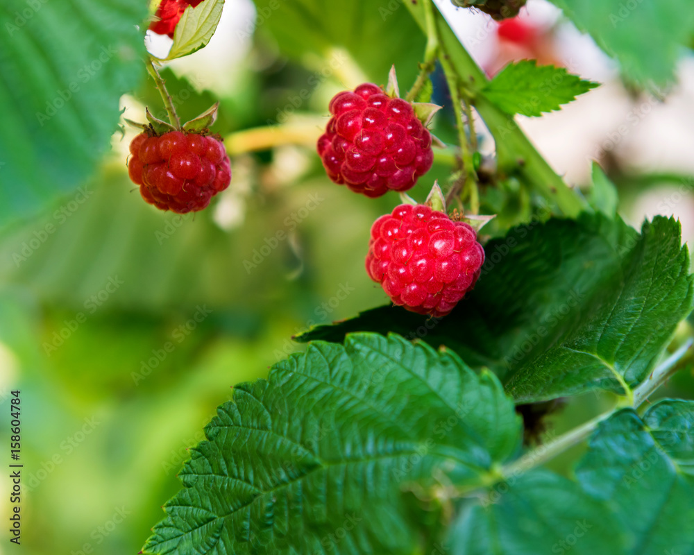 Bush with raspberry berries. Ukraine.
Bush with raspberry berries. Ukraine.