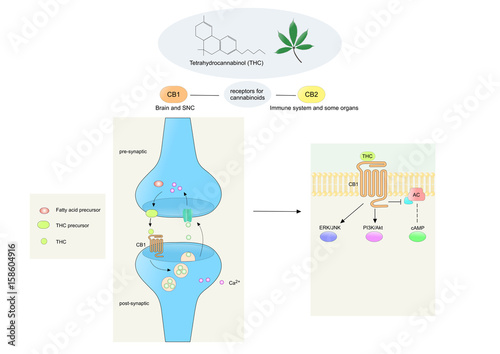 cannabinoids and main mechanism of action (linked to cb1 receptors)