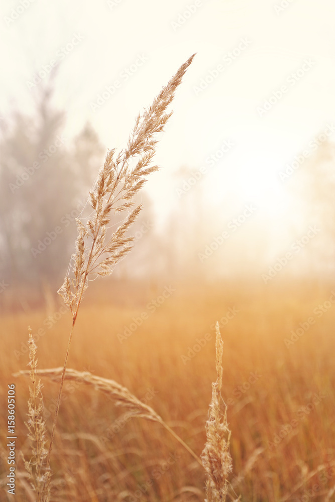 Fototapeta premium Idylic and calm landscape view