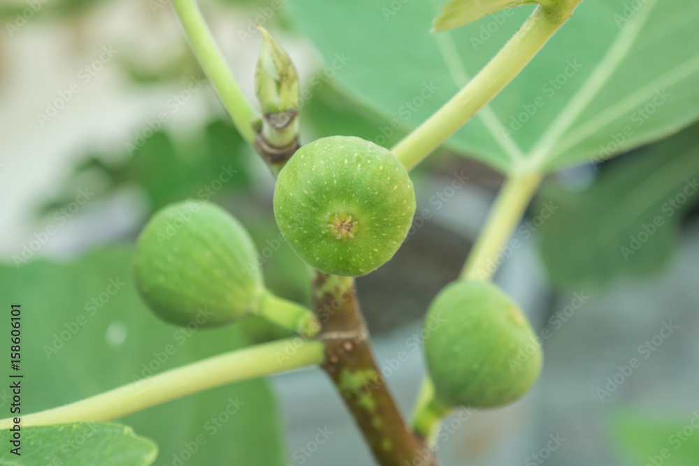 close up of green raw figs on the branch tree close up of green raw figs on the branch tree
