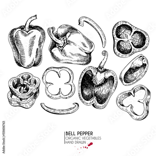 Fotografia Vector hand drawn set of farm vegetables