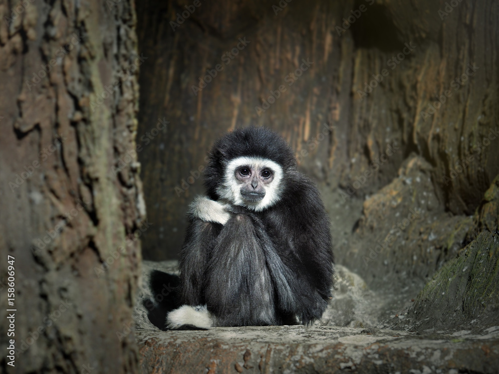 Fototapeta premium Sad monkey sitting in a stone cave