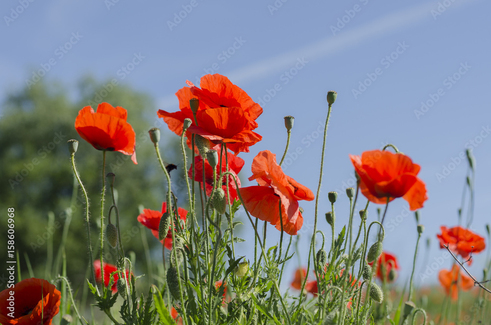 Red poppies in the sun