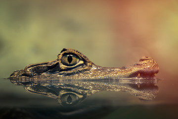 Handdoek met foto Krokodil Krokodillenkop weerspiegeld in water  © kozorog