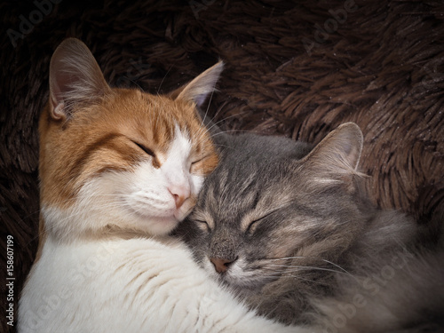 Cute cat under the warm fur blanket