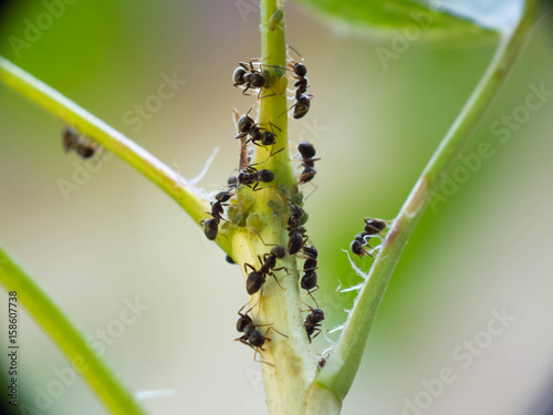 Aphid and ant