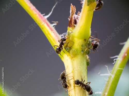 Aphid and ant