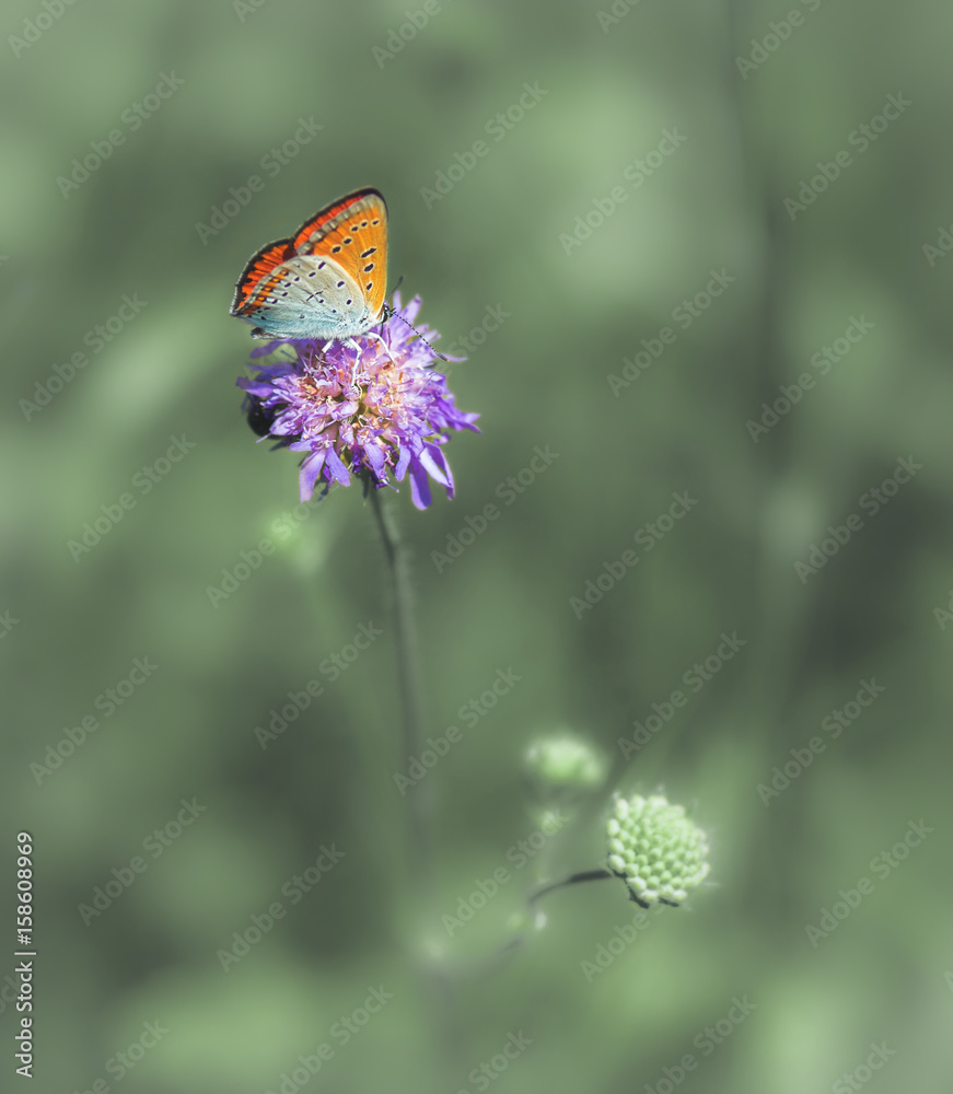 Fototapeta premium großer Feuerfalter Makro