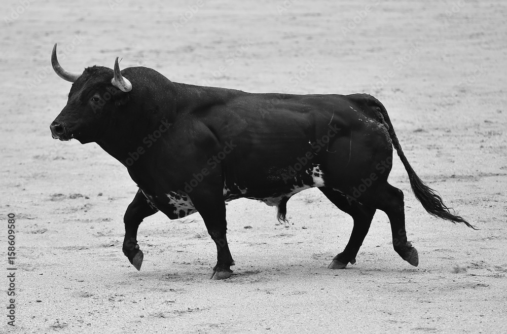 bull bull