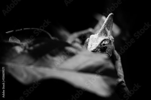 veiled chameleon - black and white animals portraits