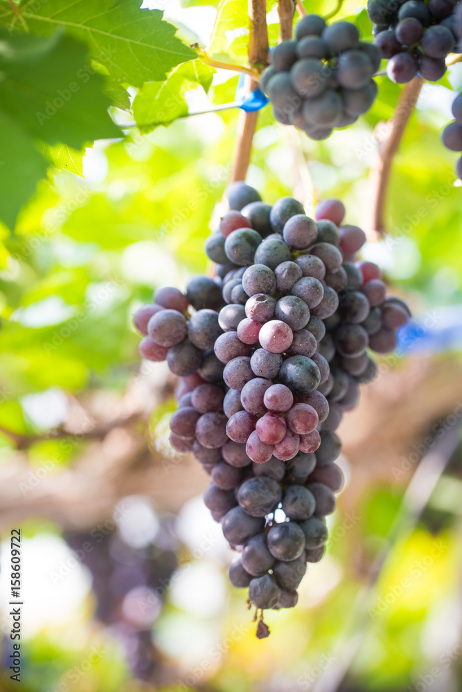 Fototapeta premium Vineyards fruit at farm for harvest.