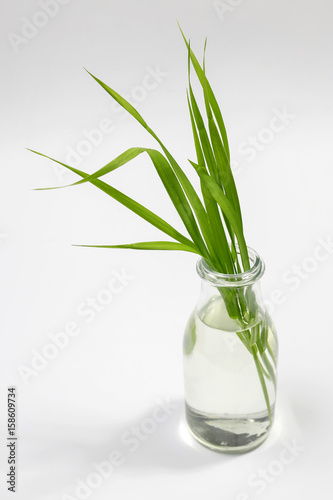 blade of grass in glass vase on white background