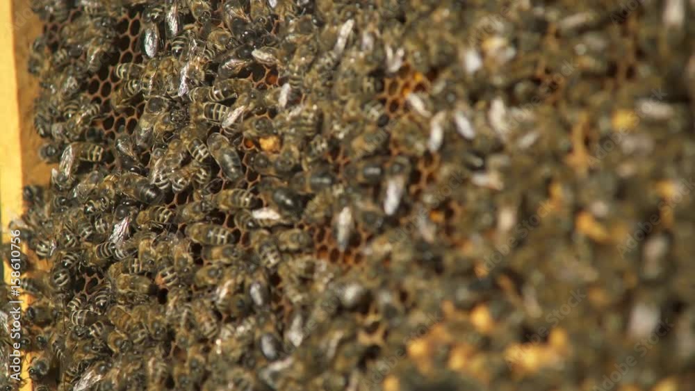 Many bees working on honeycombs with honey Many bees working on honeycombs with honey