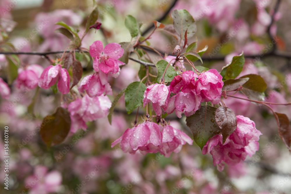 Branch of Blooming Apple Tree after rain Branch of Blooming Apple Tree after rain