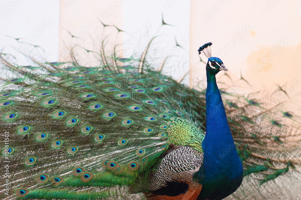 Obraz premium Peacock walking