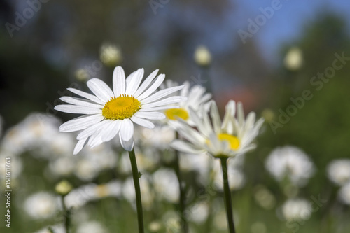 Leucanthemum vulgare meadows wild flower with white petals and yellow center in bloom © Iva