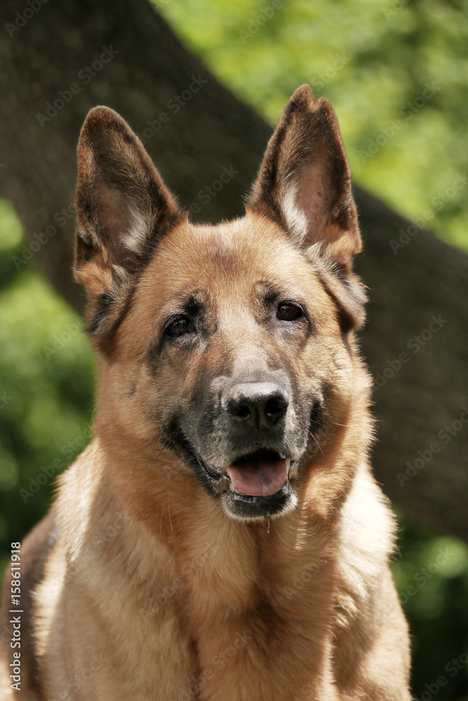 Deutscher Schäferhund Deutscher Schäferhund
