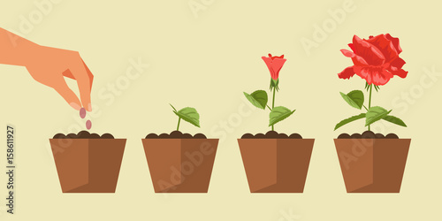 The process of plant growth