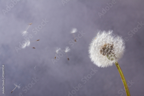 White dandelion head with flying seeds on gray background