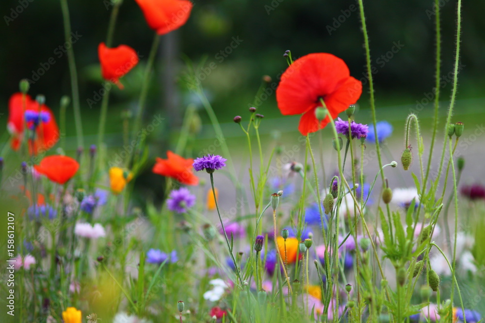 Fototapeta premium Blurry purple, red and pink cornflowers and red poppies with selected focus. Summer meadow in germany. 
