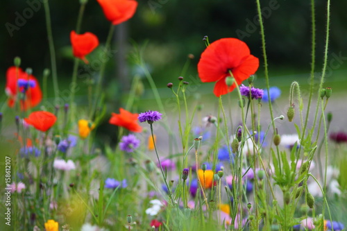 Blurry purple, red and pink cornflowers and red poppies with selected focus. Summer meadow in germany. 