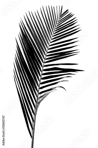  palme noire sur fond blanc  © Unclesam