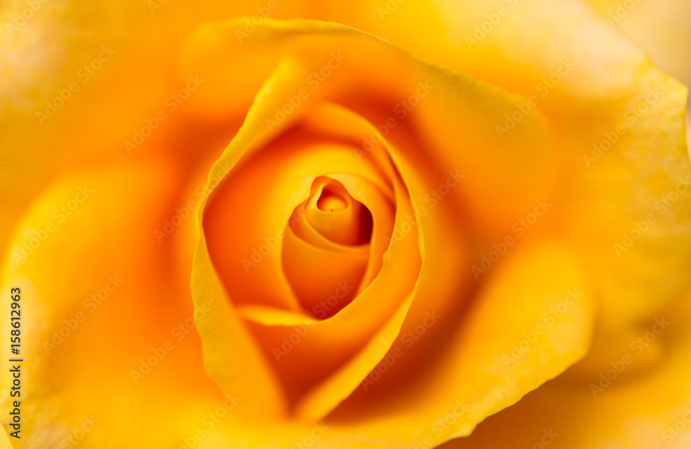 Beautiful macro of a bloom yellow rose Beautiful macro of a bloom yellow rose