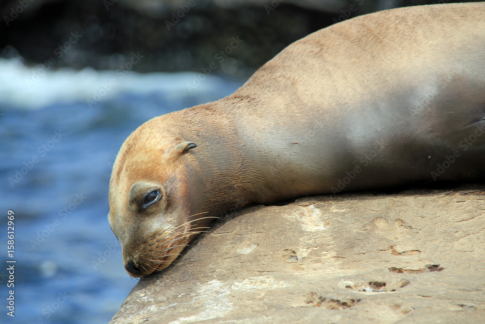 Fototapeta premium Close-up of a California Sea Lion (Zalophus Californianus), Resting on a Rock. La Holla, California, United States