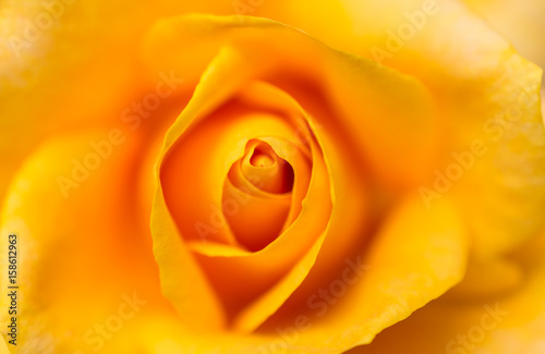 Beautiful macro of a bloom yellow rose 