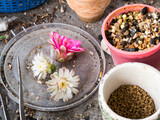 Cactus flower after being mixed with ginseng. Placed on a table full of cactus garden supplies.