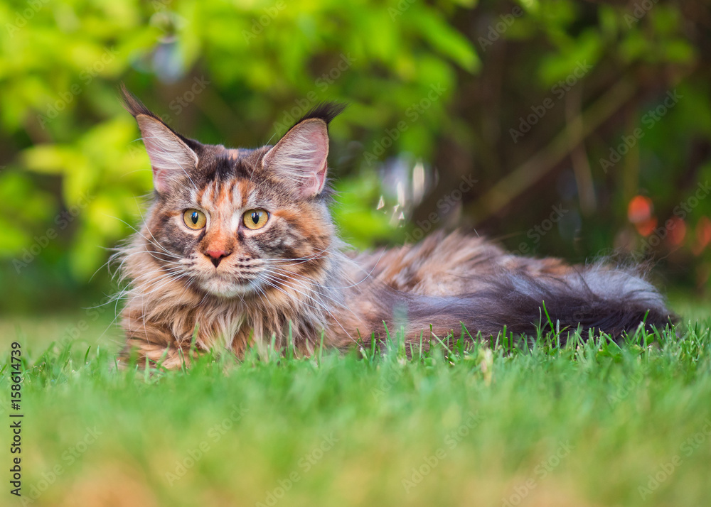 Tortoiseshell Maine Coon cat lying in grass waiting for prey. Adorable young female cat in backyard. Pets walking outdoor adventure in park.