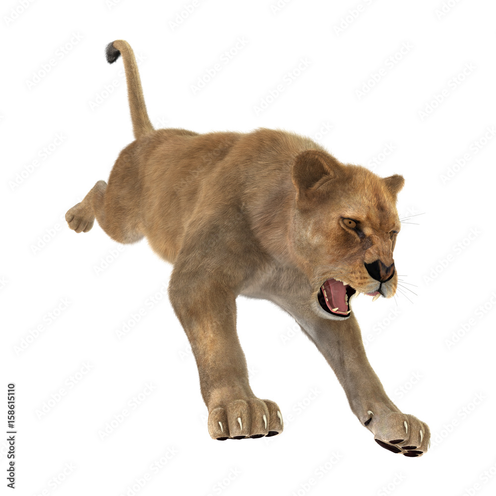 3D Rendering Female Lion on White