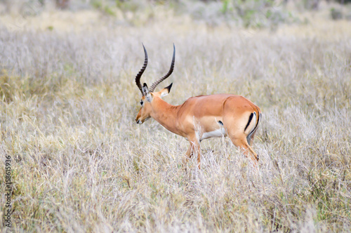 Impala isolated grazing
