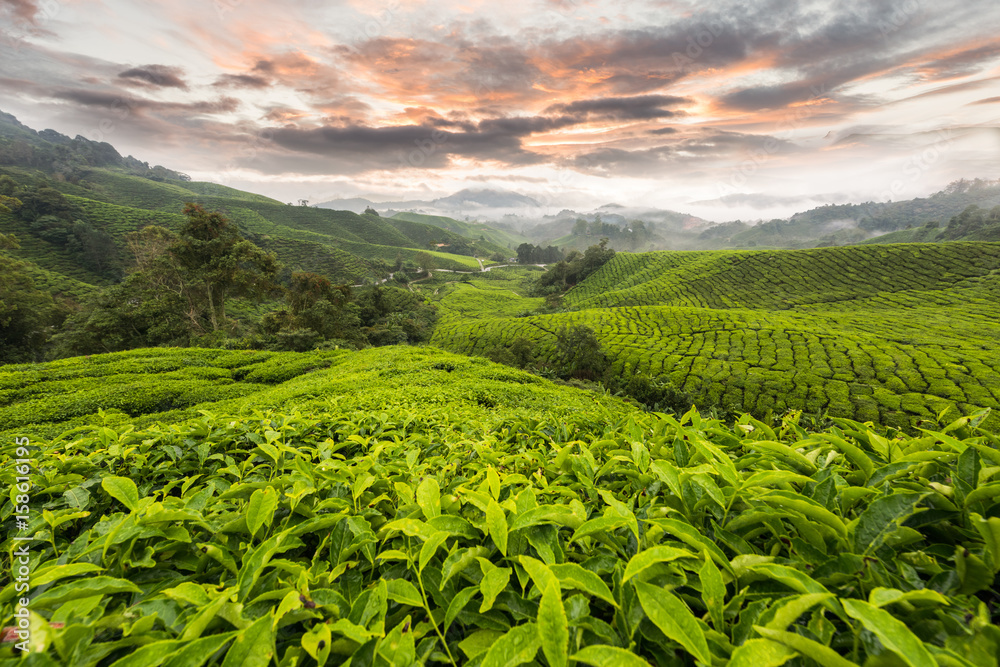 Fototapeta premium Tea Plantation plant