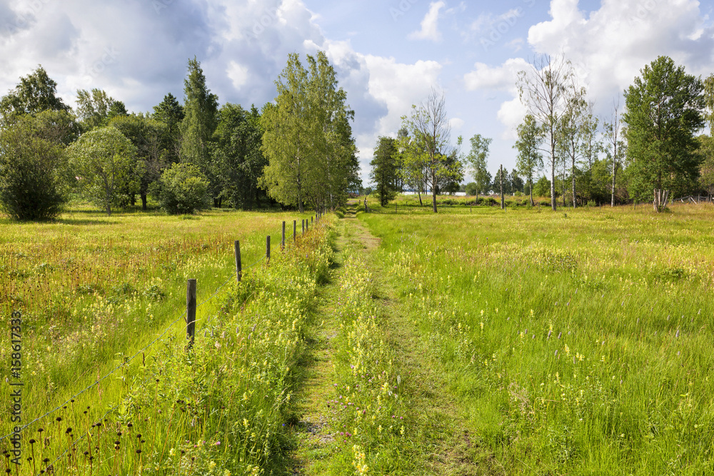 Fototapeta premium Footpaths on a meadow