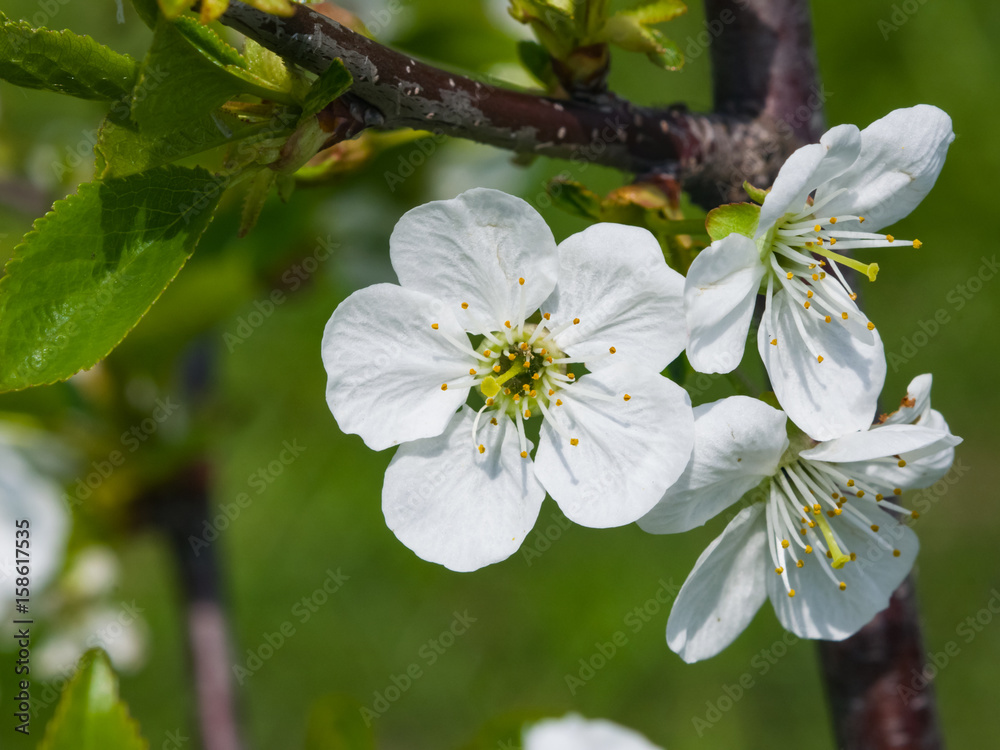 Fototapeta premium Blossom of cherry tree with bokeh background close-up, selective focus, shallow DOF