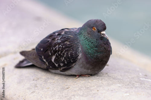 The Cute pigeon at Tuileries Garden, at Paris, France.