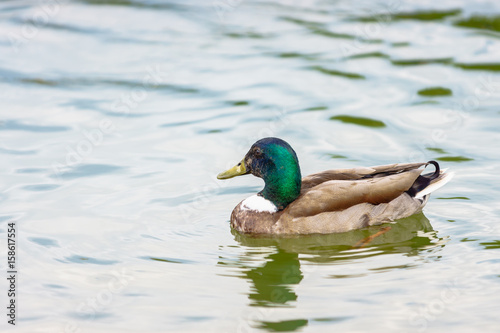 The mallard duck swimming in a pond at Bassin Octogonal in Tuileries Garden at Paris, France.