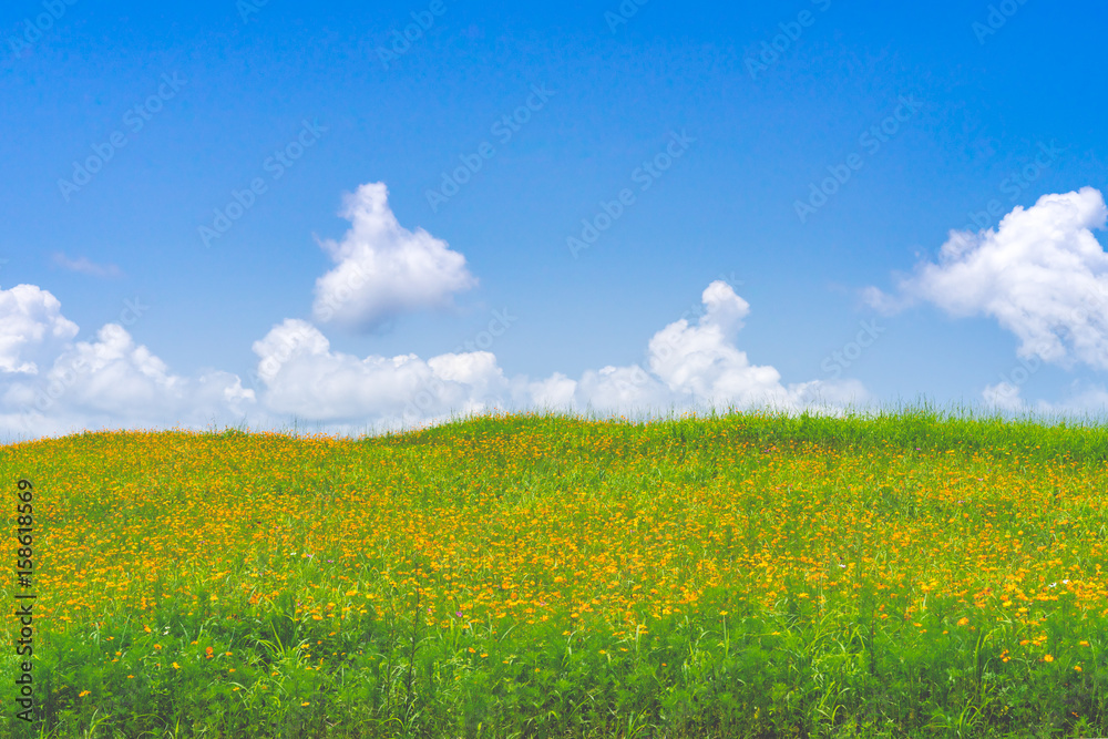 Beautiful green field with yellow cosmos flowers under blue cloudy sky.