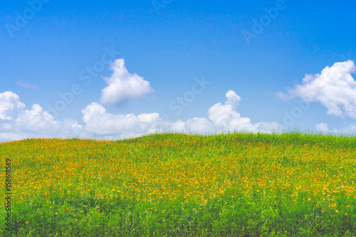 Beautiful green field with yellow cosmos flowers under blue cloudy sky.