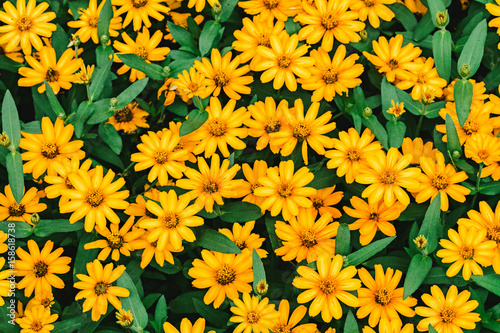 Close up of beautiful yellow flower background.