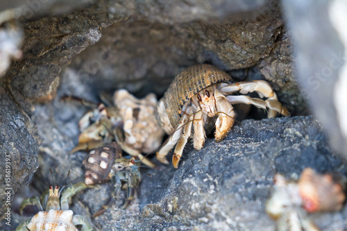 Hermit crabs in Costa Rica