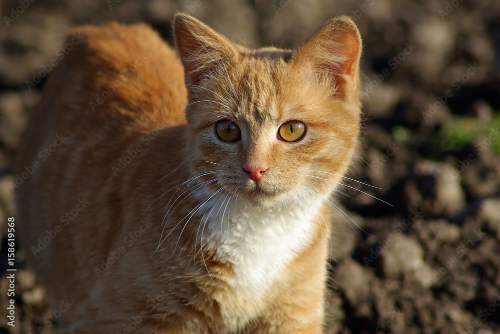 Ginger tabby cat walks outdoors. Shallow depth of field. Selective focus. Ginger tabby cat walks outdoors. Shallow depth of field. Selective focus.