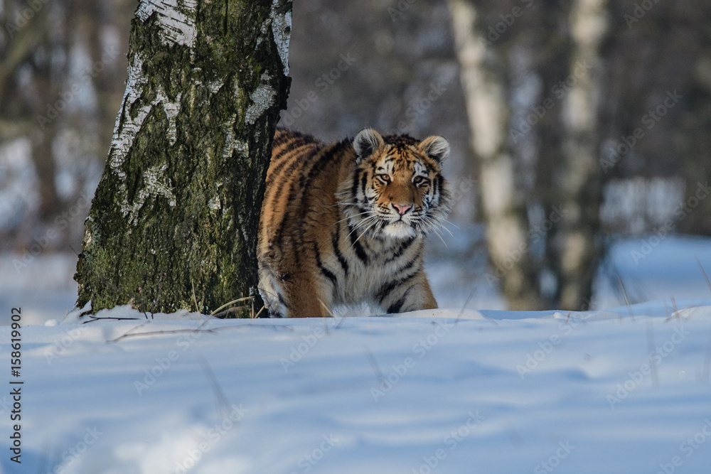 Obraz premium Siberian Tiger in the snow (Panthera tigris altaica)