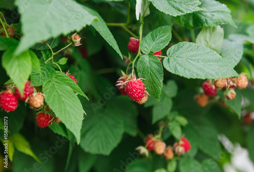 Lots of red ripe raspberries on a bush