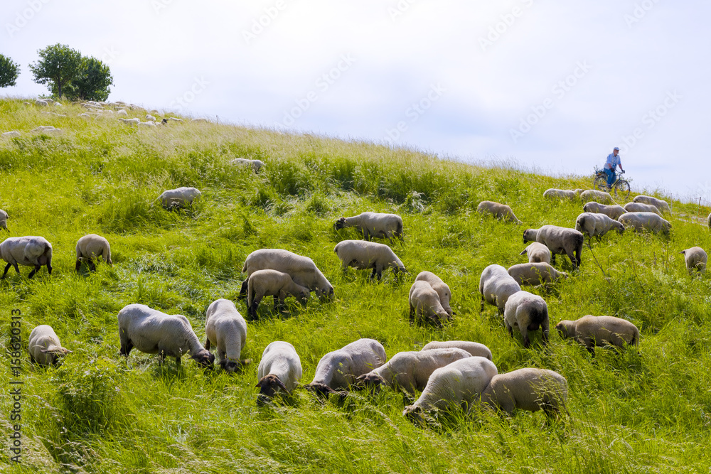 Obraz premium Schafe am Kronsberg