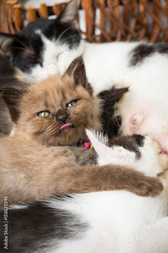 Fototapeta Naklejka Na Ścianę i Meble -  Thai cat is feeding her kitty