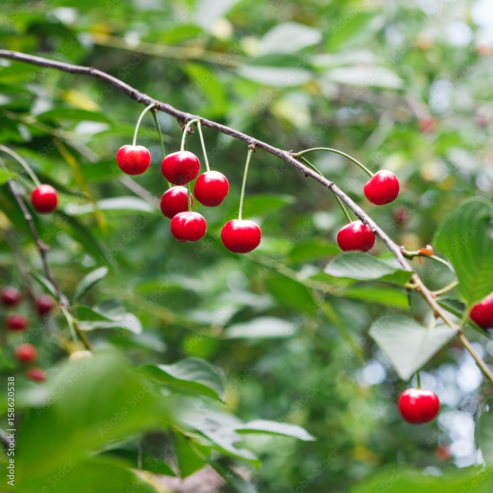 Red cherries tree branch closeup, summer garden Red cherries tree branch closeup, summer garden
