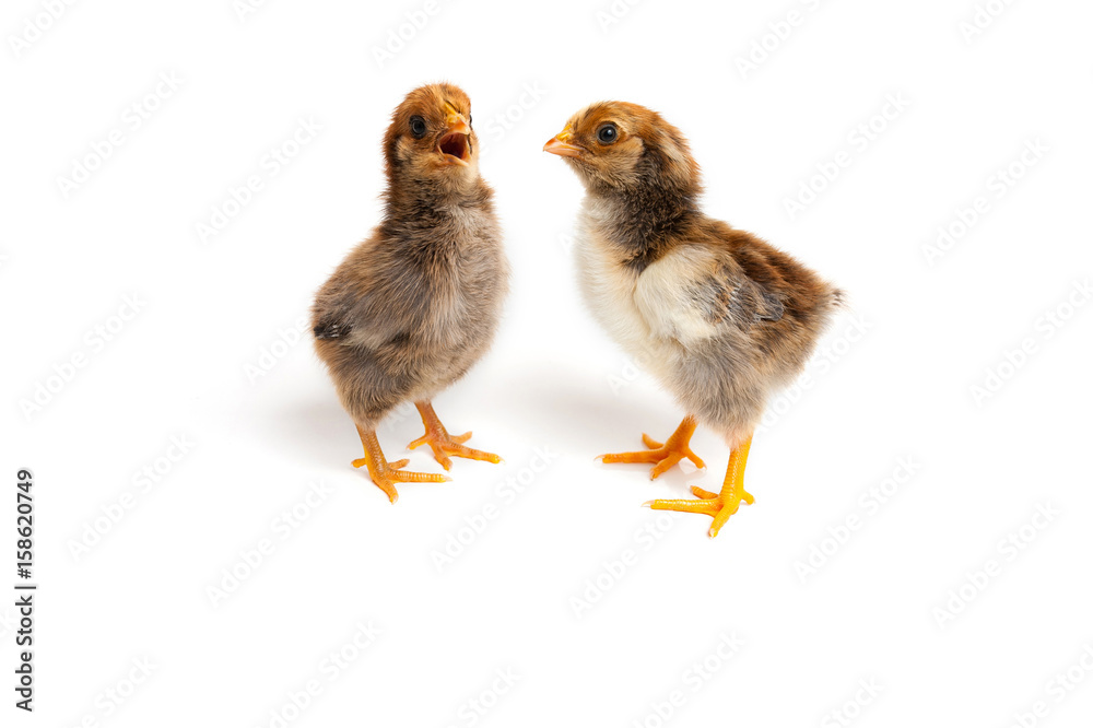 Singing two little cute chicks in front of white background. Sings a song